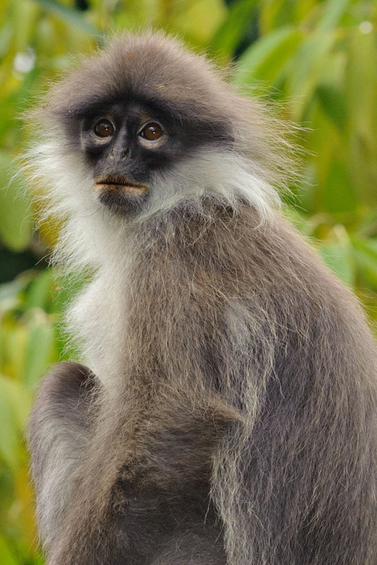 Silver Leaf Monkey