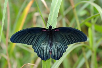 Papilio memnon agenor(Great Mormon)