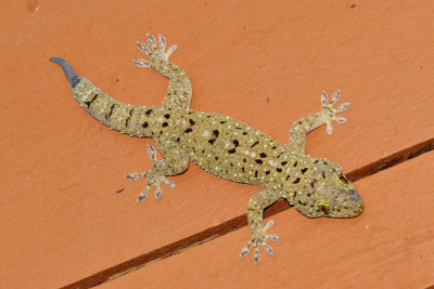 Spotted House Gecko, Gekko monarchus ?