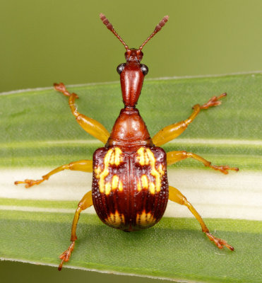 Giraffe weevil (female)