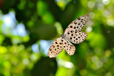 Idea stolli (Common Tree Nymph)
