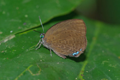 Arhopala major