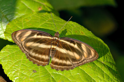 Athyma nefte mathiola form - subrata.