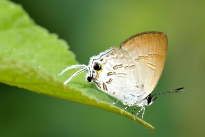 Sinthusa privata