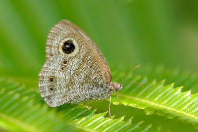 Ypthima horsfieldii