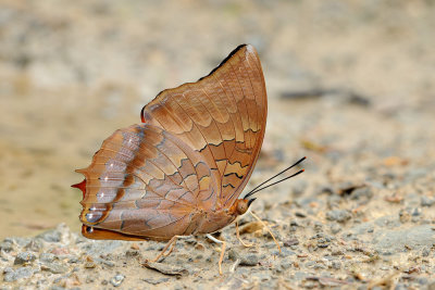 Charaxes bernardus repetitus (Tawny Rajah)