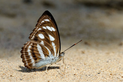 Athyma reta kresna