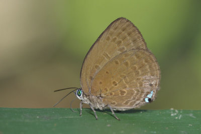 Arhopala major major