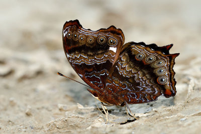 Rhinopalpa polynice helionice (The Wizard) - male