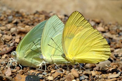 Ixias pyrene undatus (Yellow Orange Tip)