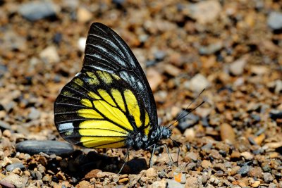 Prioneris cornelia