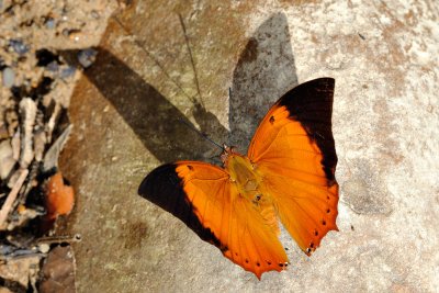 Charaxes bernardus (Tawny Rajah)