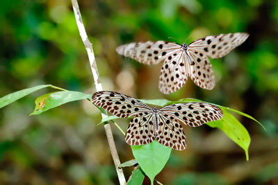 Idea stolli (Common Tree Nymph)