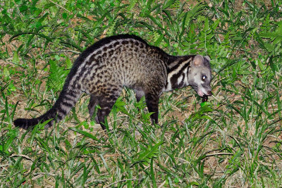 Civet cat