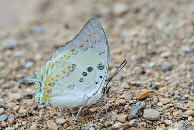 Polyura delphis (Jewel Nawab)