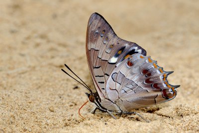 Charaxes solon echo (Black Rajah)