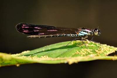 Heliocypha biseriata