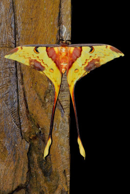 Actias maenas (Luna Moth) - male