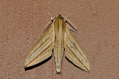 Theretra latreillii