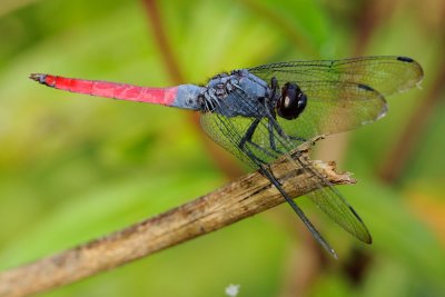Orthetrum pruinosum (male)