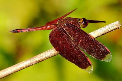 Neurothemis terminata