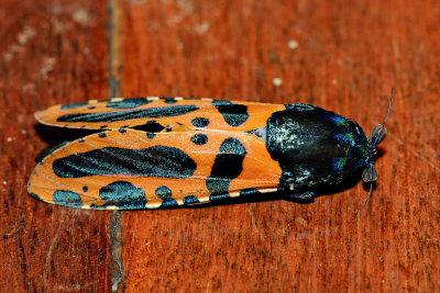 Xyleutes mineus (Cossidae)