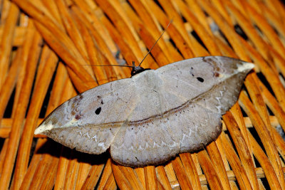 Hypopyra lactipex (Noctuidae)