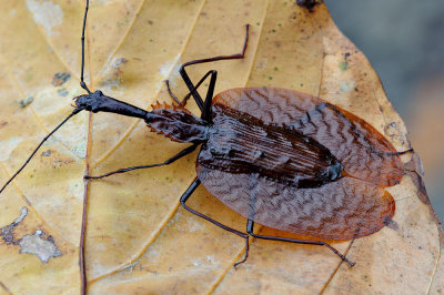 Mormolyce sp (Violin Beetle)