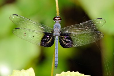 Tyriobapta torrida (male)