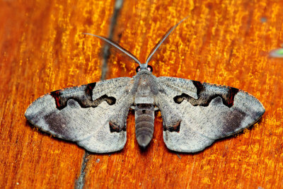Hypochrysis pyrrhophaeata (Geometridae)