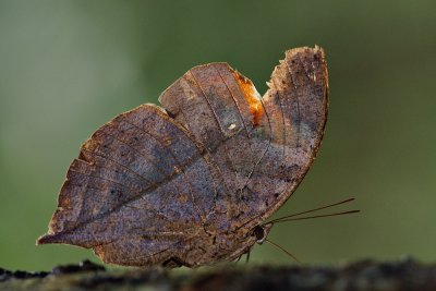 Kallima limborgii amplirufa (The Leaf Butterfly)