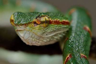 Tropidoleamus wagleri (Wagler's Pit-viper)