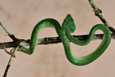 Tropidoleamus wagleri (Wagler's Pit-viper)