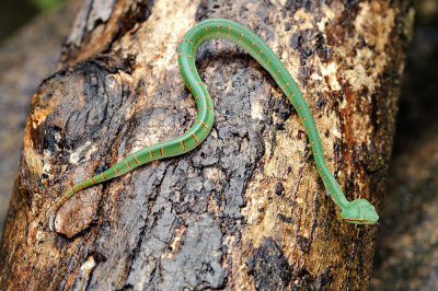 Tropidoleamus wagleri (Wagler's Pit-viper)