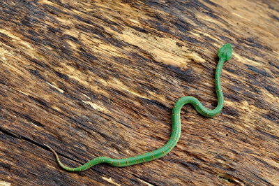 Tropidoleamus wagleri (Wagler's Pit-viper)