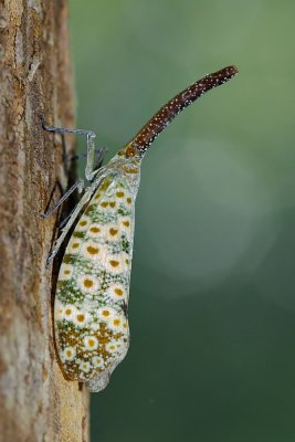 Laternaria oculata 