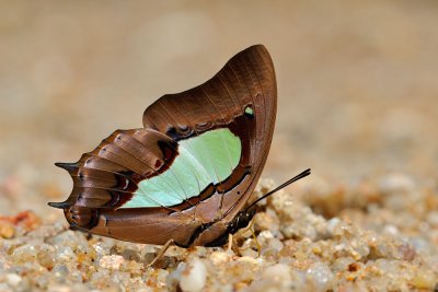 Polyura hebe chersonesus (The Southern Nawab)