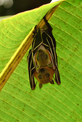 Cynopterus sp. (Short-nosed Fruit Bat)