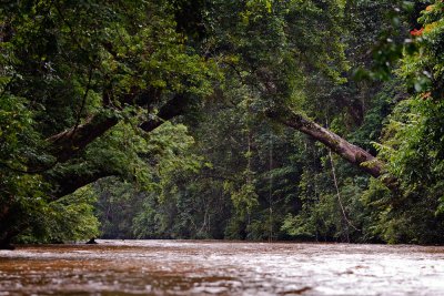 Lata Berkoh - Taman Negara