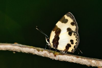 Caleta elna elvira (The Elbowed Pierrot)