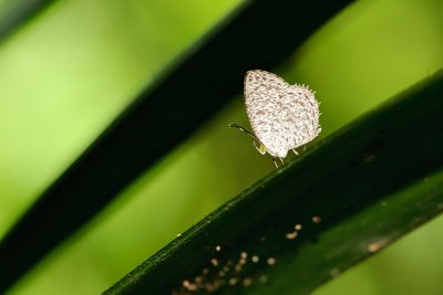 Allotinus horsfieldi - female