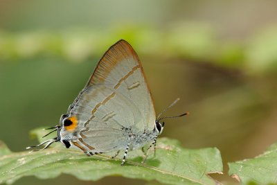 Hypolycaena erylus teatus (Common Tit)