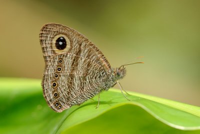 Ypthima fasciata torone (Malayan Six Ring)