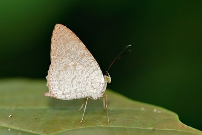 Allotinus strigatus - male