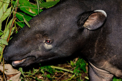 Tapirus indicus (Malayan Tapir)