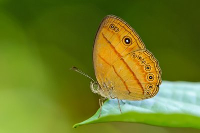 Mycalesis anapita anapita (Tawny Bushbrown)