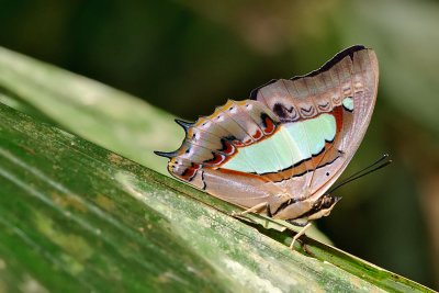 Polyura athamas athamas (Common Nawab)