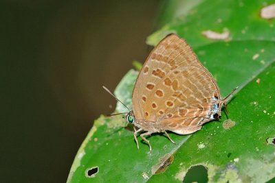 Arhopala zambra