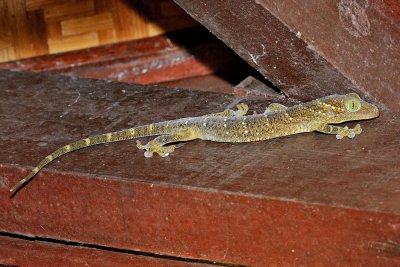 Gecko smithii(Forest Gecko)