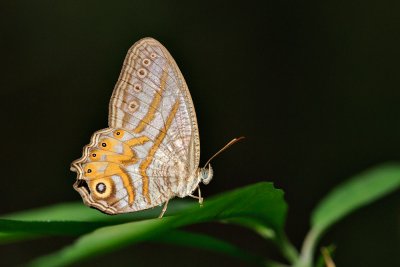 Erites elegans distincta